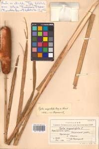 Typha latifolia L., Siberia, Russian Far East (S6) (Russia)