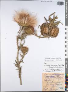 Cirsium vulgare (Savi) Ten., Eastern Europe, Central region (E4) (Russia)