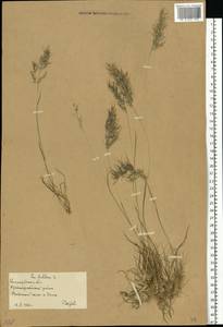 Poa bulbosa L., Eastern Europe, Lower Volga region (E9) (Russia)