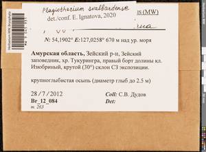 Plagiothecium svalbardense Frisvoll, Bryophytes, Bryophytes - Russian Far East (excl. Chukotka & Kamchatka) (B20) (Russia)