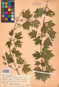 Acer campestre L., Eastern Europe, Moscow region (E4a) (Russia)