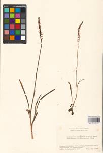 Spiranthes sinensis (Pers.) Ames, South Asia, South Asia (Asia outside ex-Soviet states and Mongolia) (ASIA) (Japan)