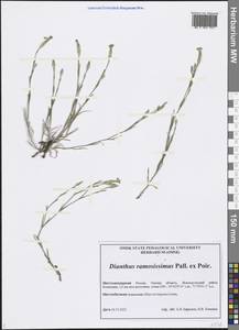 Dianthus ramosissimus Pall. ex Poir., Siberia, Western Siberia (S1) (Russia)