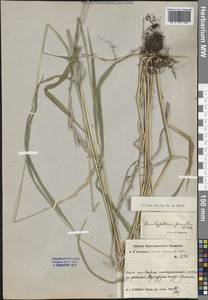 Brachypodium pinnatum (L.) P.Beauv., Siberia, Western Siberia (S1) (Russia)