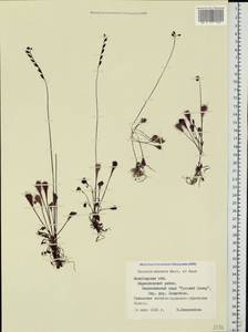 Drosera × obovata Mert. & W. D. J. Koch, Eastern Europe, Northern region (E1) (Russia)