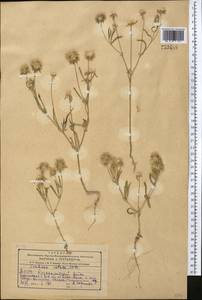 Lomelosia rotata (M. Bieb.) Greuter & Burdet, Middle Asia, Kopet Dag, Badkhyz, Small & Great Balkhan (M1) (Turkmenistan)