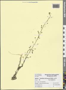 Camelina microcarpa Andrz. ex DC., Caucasus, Dagestan (K2) (Russia)