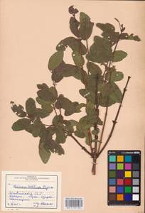 Lonicera caerulea subsp. pallasii (Ledeb.) Browicz, Eastern Europe, Latvia (E2b) (Latvia)
