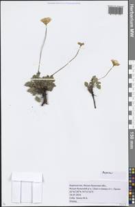 Papaver, Middle Asia, Northern & Central Tian Shan (M4) (Kyrgyzstan)