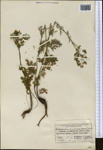 Aulacospermum tianschanicum (Korovin) C. Norman, Middle Asia, Northern & Central Tian Shan (M4) (Kyrgyzstan)