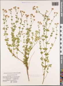 Lotus herbaceus (Vill.) Jauzein, Caucasus, Black Sea Shore (from Novorossiysk to Adler) (K3) (Russia)