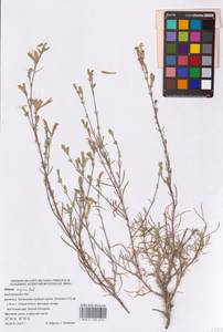 Silene supina M.Bieb., Eastern Europe, Central forest-and-steppe region (E6) (Russia)