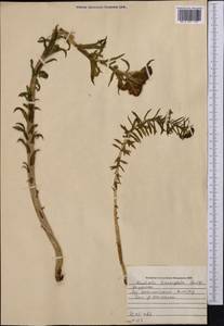 Rhodiola kirilowii (Regel) Maxim., Middle Asia, Northern & Central Tian Shan (M4) (Kazakhstan)