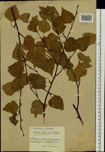 Betula platyphylla Sukaczev, Siberia, Russian Far East (S6) (Russia)