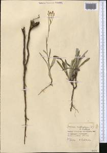 Jurinea multiflora (L.) B.Fedtsch., Middle Asia, Northern & Central Kazakhstan (M10) (Kazakhstan)