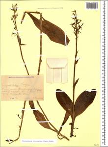 Platanthera chlorantha (Custer) Rchb., Caucasus, Krasnodar Krai & Adygea (K1a) (Russia)
