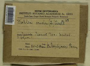 Pohlia cruda (Hedw.) Lindb., Bryophytes, Bryophytes - Middle Russia (B6) (Russia)