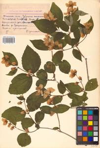 Philadelphus tenuifolius Rupr. & Maxim., Siberia, Russian Far East (S6) (Russia)