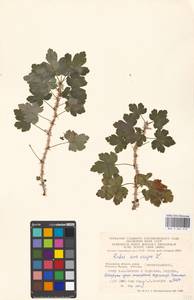 Ribes uva-crispa var. sativum DC., Eastern Europe, Moscow region (E4a) (Russia)