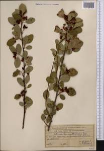 Cotoneaster multiflorus Bunge, Middle Asia, Western Tian Shan & Karatau (M3) (Kazakhstan)