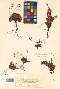 Saxifraga cherlerioides D. Don, Siberia, Russian Far East (S6) (Russia)