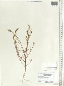 Corispermum marschallii Stev., Eastern Europe, Central forest region (E5) (Russia)