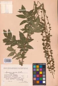 Agrimonia procera Wallr., Eastern Europe, Moldova (E13a) (Moldova)