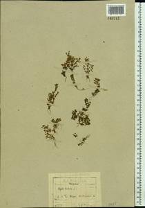 Lythrum portula (L.) D. A. Webb, Eastern Europe, North-Western region (E2) (Russia)