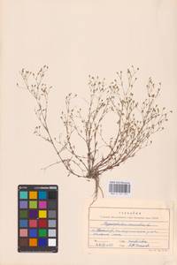 Psammophiliella muralis (L.) Ikonn., Eastern Europe, Moldova (E13a) (Moldova)