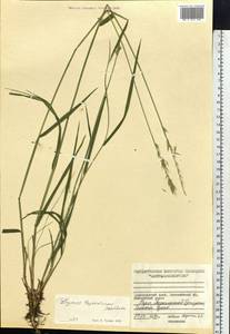 Leymus tuvinicus Peschkova, Siberia, Central Siberia (S3) (Russia)