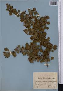 Ribes heterotrichum C.A. Mey., Middle Asia, Dzungarian Alatau & Tarbagatai (M5) (Kazakhstan)