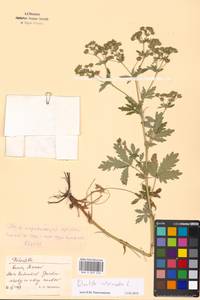 Potentilla intermedia L., Eastern Europe, Moscow region (E4a) (Russia)