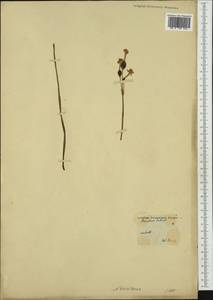 Narcissus dubius Gouan, Botanic gardens and arboreta (GARD) (Not classified)