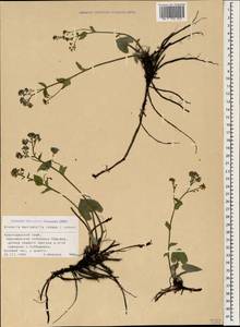 Brunnera macrophylla (Adams) I. M. Johnst., Caucasus, Black Sea Shore (from Novorossiysk to Adler) (K3) (Russia)