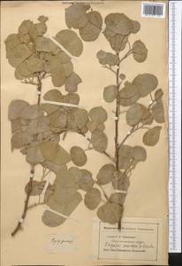 Populus pruinosa Schrenk, Middle Asia, Middle Asia (no precise locality) (M0) (Not classified)