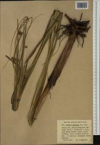 Cladium mariscus (L.) Pohl, Western Europe (EUR) (Poland)