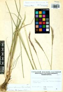 Elymus dahuricus Griseb., Siberia, Baikal & Transbaikal region (S4) (Russia)