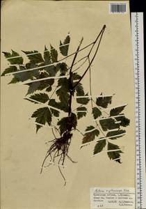 Actaea rubra subsp. rubra, Siberia, Russian Far East (S6) (Russia)