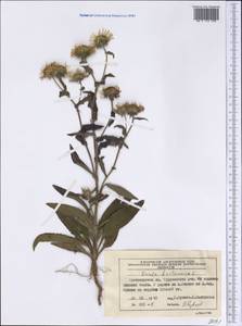 Pentanema britannicum (L.) D. Gut. Larr., Santos-Vicente, Anderb., E. Rico & M. M. Mart. Ort., Siberia, Central Siberia (S3) (Russia)