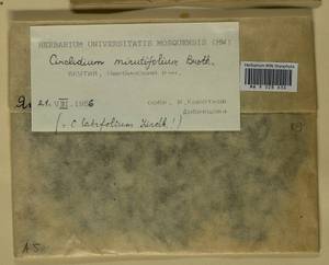 Cinclidium latifolium Lindb., Bryophytes, Bryophytes - Yakutia (B19) (Russia)