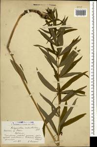 Polygonatum verticillatum (L.) All., Caucasus, Armenia (K5) (Armenia)