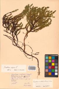 Empetrum nigrum subsp. subholarcticum (V.N.Vassil.) Kuvaev, Siberia, Russian Far East (S6) (Russia)