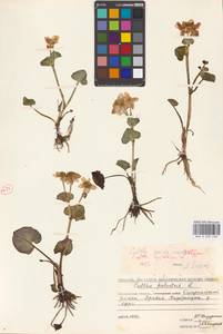 Caltha palustris var. sibirica Regel, Siberia, Chukotka & Kamchatka (S7) (Russia)