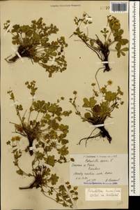 Potentilla humifusa Willd., Caucasus, Armenia (K5) (Armenia)