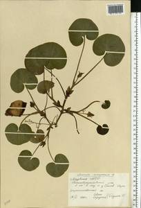 Asarum europaeum L., Eastern Europe, Middle Volga region (E8) (Russia)