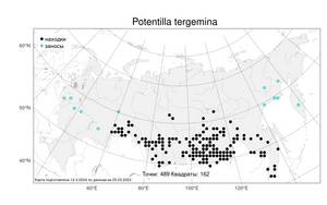 Potentilla tergemina Soják, Atlas of the Russian Flora (FLORUS) (Russia)