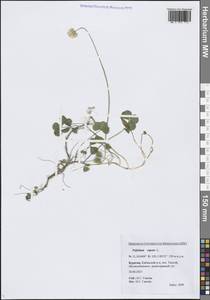 Trifolium repens L., Siberia, Baikal & Transbaikal region (S4) (Russia)