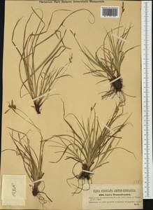 Carex depressa subsp. transsilvanica (Schur) K.Richt., Western Europe (EUR) (Romania)