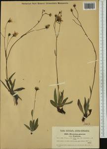Hieracium glaucum subsp. isaricum (Nägeli ex J. Hofm.) Nägeli & Peter, Western Europe (EUR) (Austria)