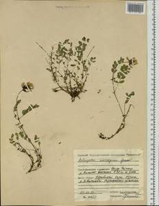 Astragalus norvegicus Weber, Siberia, Central Siberia (S3) (Russia)